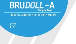 Brudoll-A Conjunctival